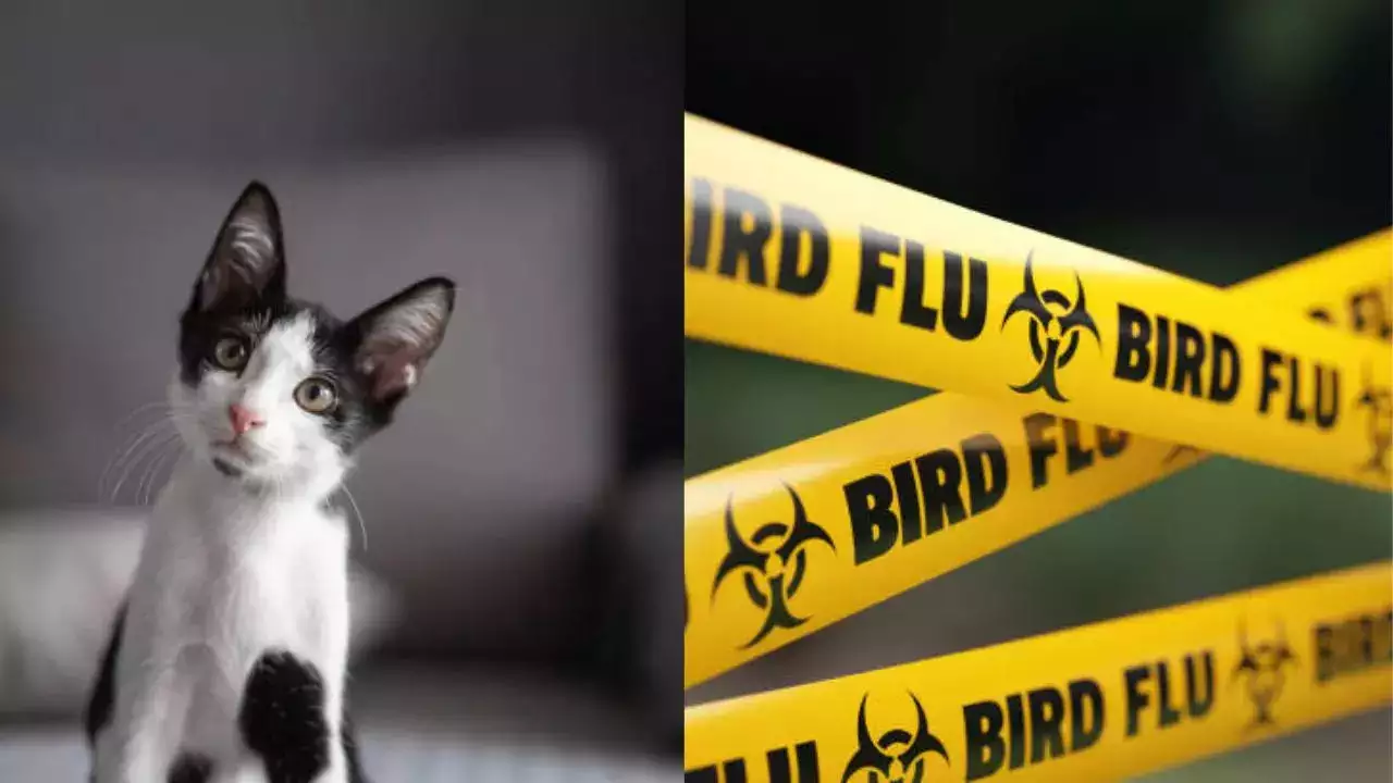 Study Warns Cats Might Be Bird Flu Carriers