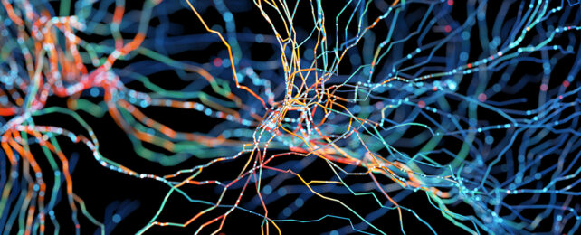 Brain Scans Show Neuron Structures Look Different in Kids With Autism