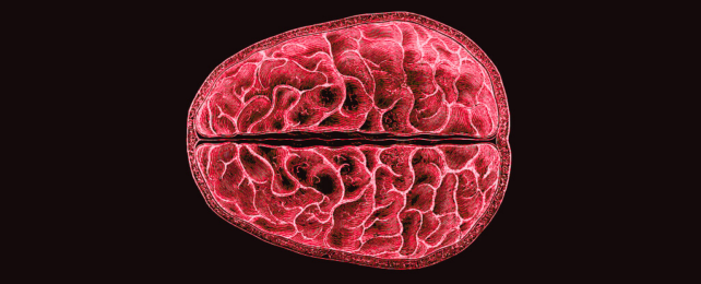 In a First, Scientists Found Structural, Brain-Wide Changes During Menstruation