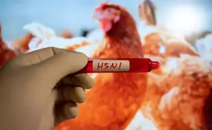 California Child Tests Positive For Bird Flu Despite No Contact With Infected Animals