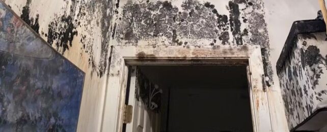 Should You Be Worried About The Mold Growing in Your Home?