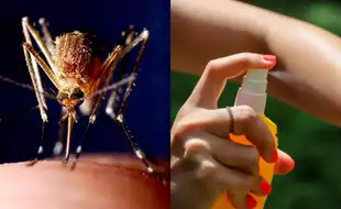 Japanese Encephalitis To Dengue: Why Are Mosquito-Borne Diseases On Rise In Delhi?