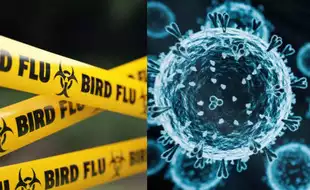 Louisiana Patient Is First Severe H5N1 Bird Flu Case in the US