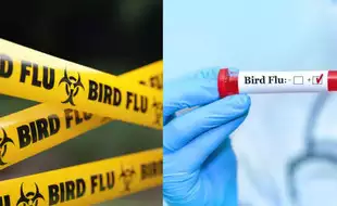 New Zealand Says Highly Pathogenic H7N6 Avian Flu Has Been Contained; How Dangerous Is The Virus?