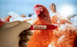 New Bird Flu Strain In Louisiana Sparks Global Health Concerns, Should We Be Concerned?