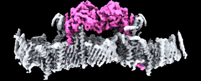 Key Parkinson's Protein Structure And Malfunction Revealed For First Time